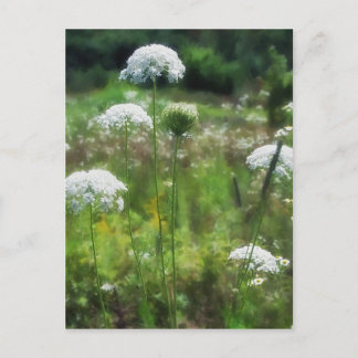 Queen Anne's Lace 2 Floral Postcard