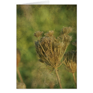 Queen Anne's Lace at Seed