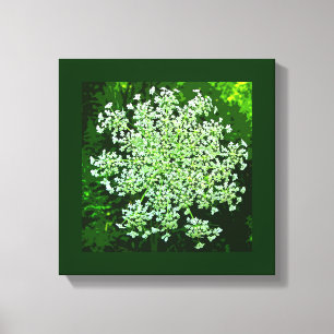 Queen Annes Lace Canvas Print