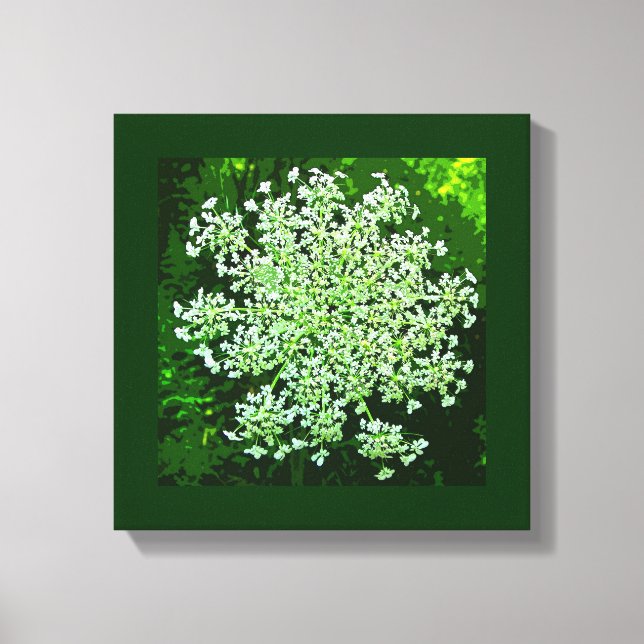 Queen Annes Lace Canvas Print (Front)