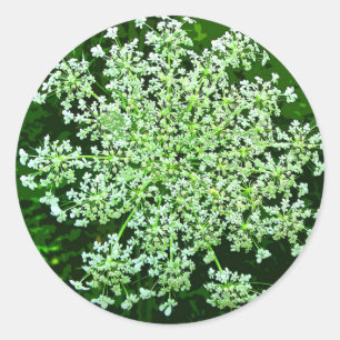 Queen Anne's Lace Classic Round Sticker