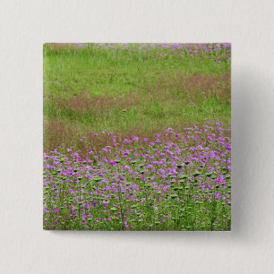 Queen Anne's Lace Daucus carota) growing 2 Inch Square Button