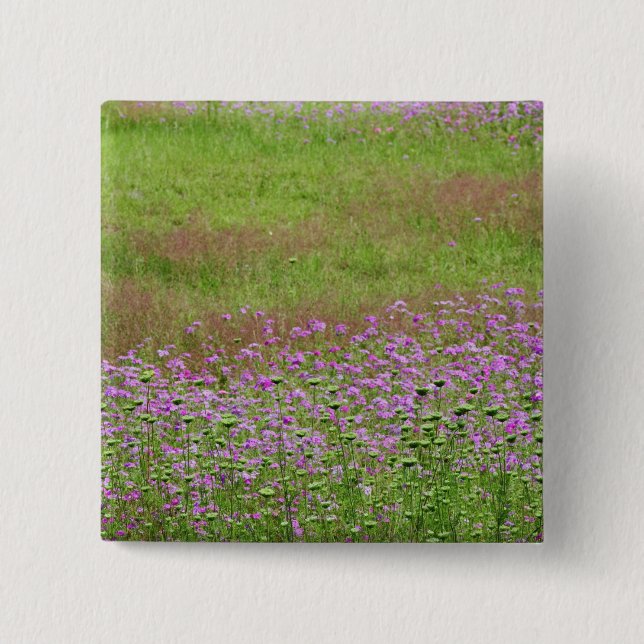 Queen Anne's Lace Daucus carota) growing 2 Inch Square Button (Front)