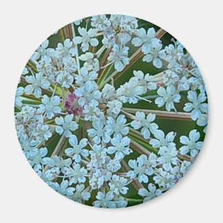 Queen Anne's Lace Flowers Magnet