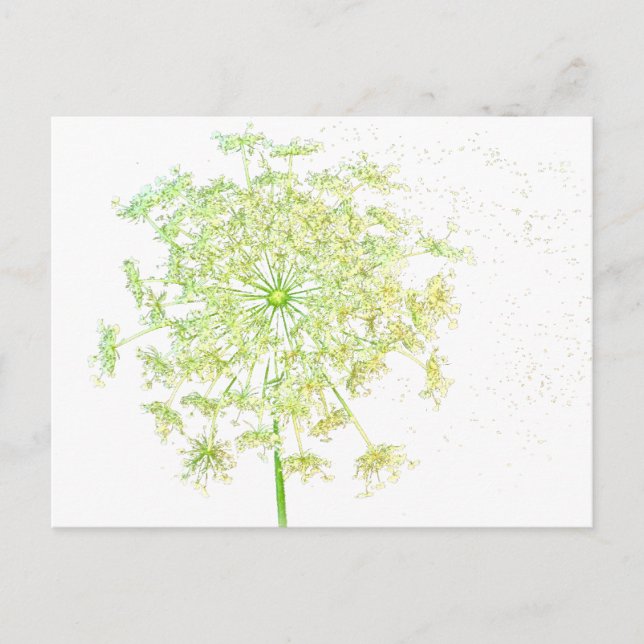 Queen Anne's Lace Gifts and Favours Postcard (Front)