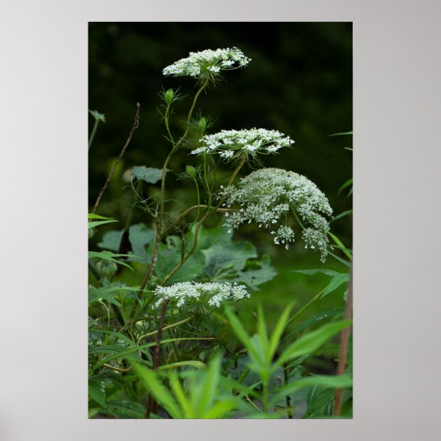 Queen Anne's Lace in Summer Poster (Front)