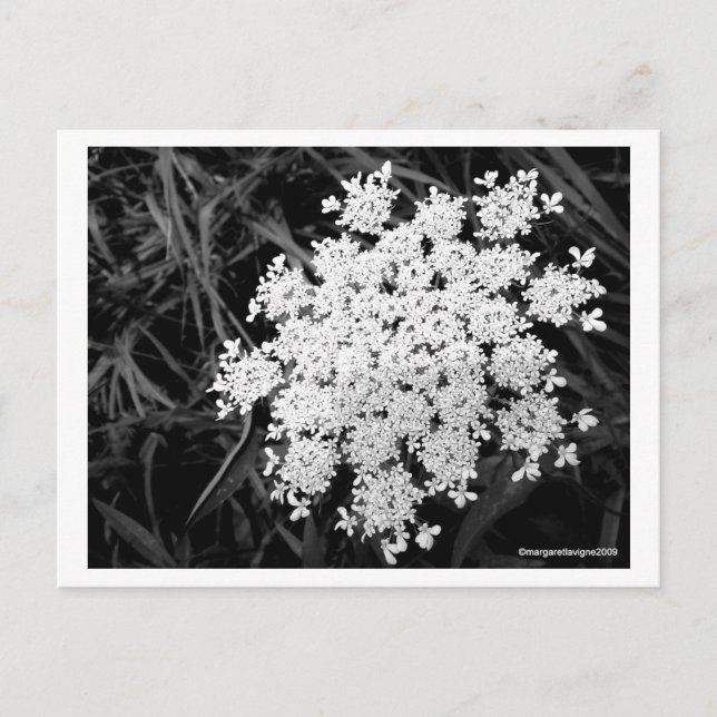 Queen Anne's Lace Number 1 Postcard (Front)
