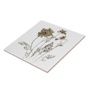 Queen Anne's Lace on a Ceramic Tile (White A)
