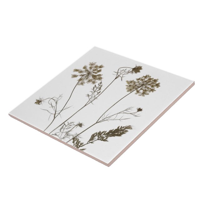 Queen Anne's Lace on a Ceramic Tile (White B) (Side)