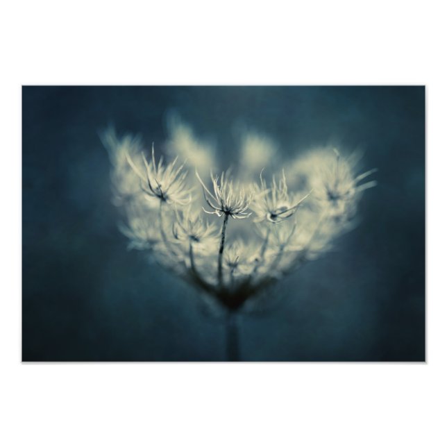 Queen Anne's Lace Photo Print (Front)