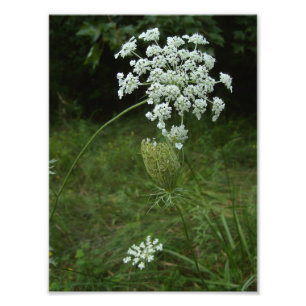 queen anne's lace photo print