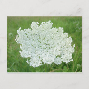 Queen Annes Lace Postcard