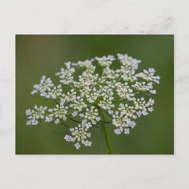 Queen Anne's Lace Postcard (Front)
