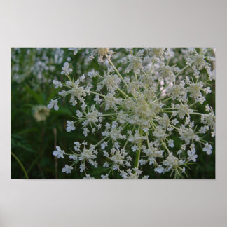 Queen Anne's Lace Poster