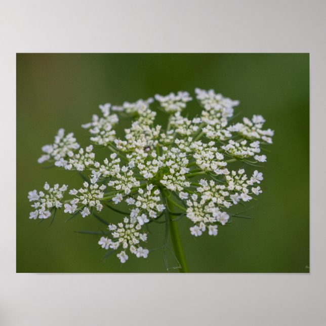 Queen Anne's Lace Poster (Front)