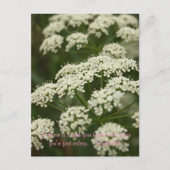 Queen Anne's Lace- Stamp Postcard (Front)