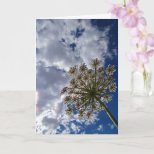 Queen Anne's Lace, Wild Floral Landscape Card