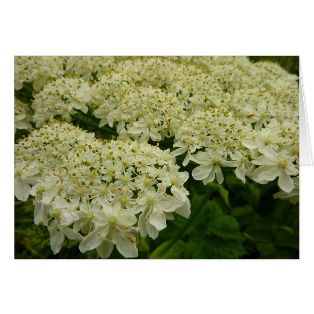 Queen Anne's Lace Wildflower Photo (Front Horizontal)