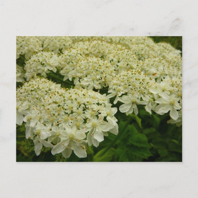Queen Anne's Lace Wildflower Photo Postcard (Front)
