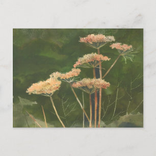 QUEEN ANN'S LACE by SHARON SHARPE Postcard
