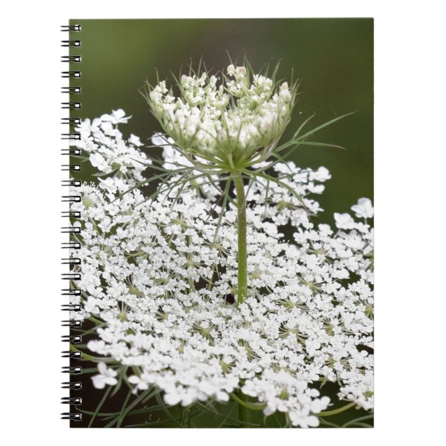 Queen Ann's Lace Notebook (Front)