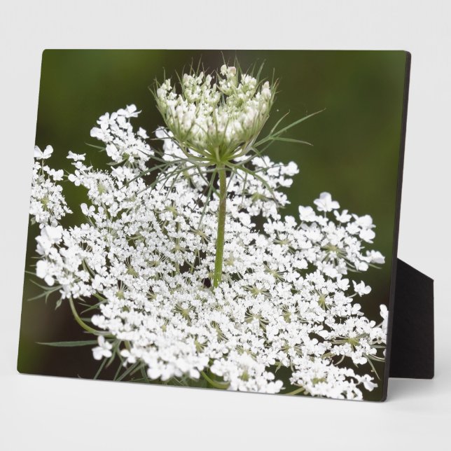 Queen Ann's Lace Plaque (Side)