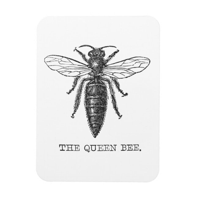 Queen Bee Bug Insect Antique Illustration Magnet (Vertical)