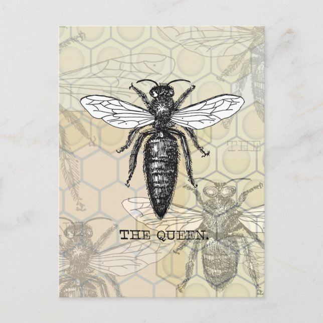Queen Bee Bug Insect Antique Illustration Postcard (Front)