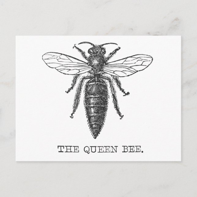 Queen Bee Bug Insect Antique Illustration Postcard (Front)