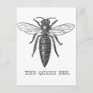 Queen Bee Bug Insect Antique Illustration Postcard