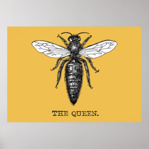 Queen Bee Bug Insect Antique Illustration Poster