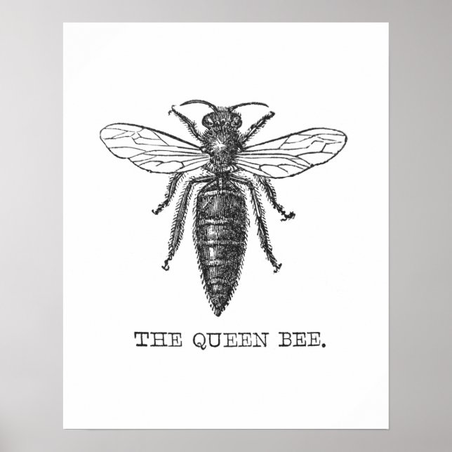 Queen Bee Bug Insect Antique Illustration Poster (Front)