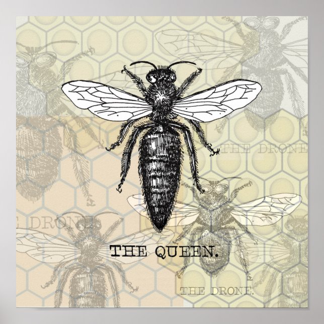 Queen Bee Bug Insect Antique Illustration Poster (Front)