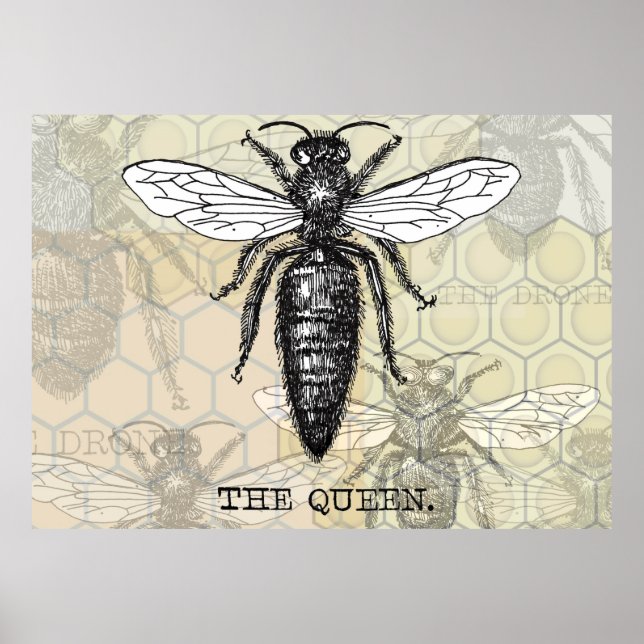 Queen Bee Bug Insect Antique Illustration Poster (Front)