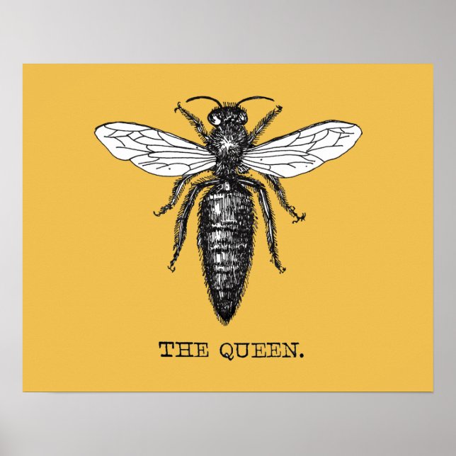 Queen Bee Bug Insect Antique Illustration Poster (Front)