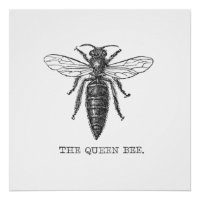 Queen Bee Bug Insect Antique Illustration
