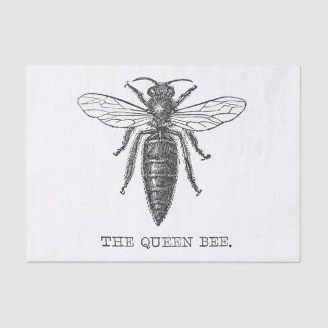 Queen Bee Bug Insect Antique Illustration Tissue Paper (Front)