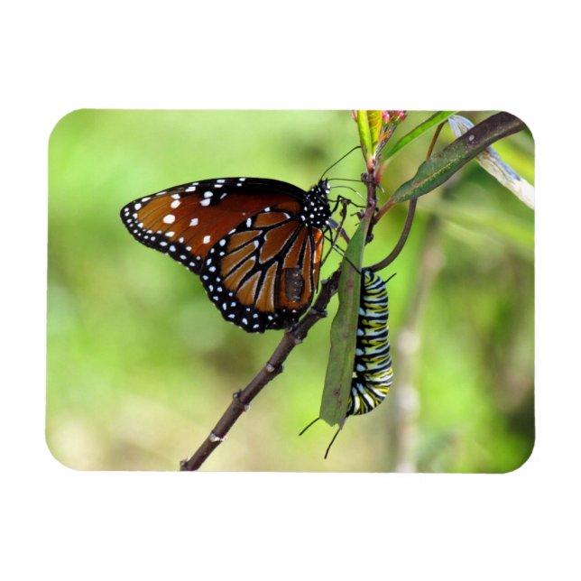 Queen Butterfly and Monarch Caterpillar Magnet (Horizontal)