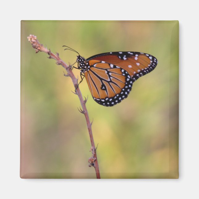 Queen  Butterfly basking in the light Magnet (Front)