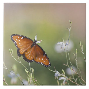 Queen Butterfly in Morning light  Tile