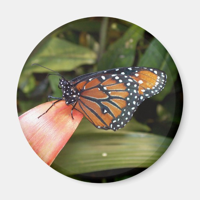 Queen Butterfly Magnet (Front)