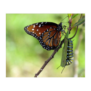 Queen Butterfly - Monarch Caterpillar Acrylic Art