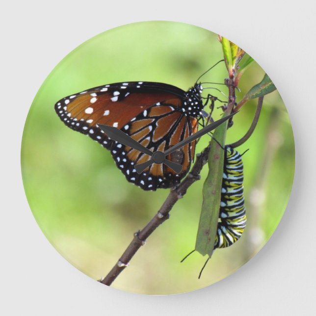 Queen Butterfly / Monarch Caterpillar - Wall Clock (Front)