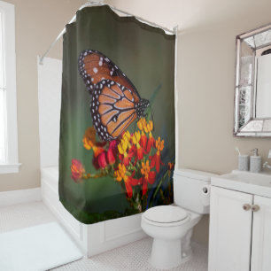 Queen Butterfly on tropical milkweed