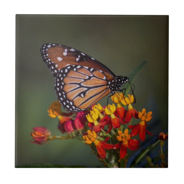 Queen Butterfly  on tropical milkweed Tile (Front)