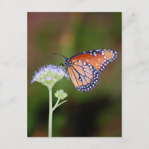 Queen Butterfly Postcard