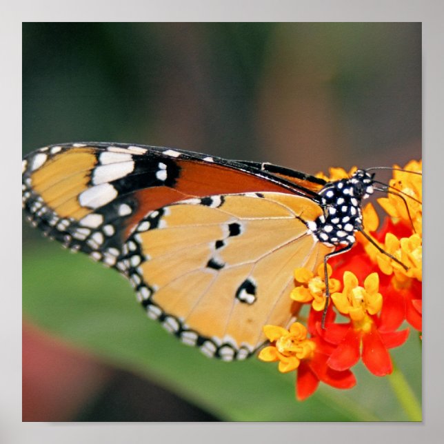 Queen Butterfly Poster Print (Front)