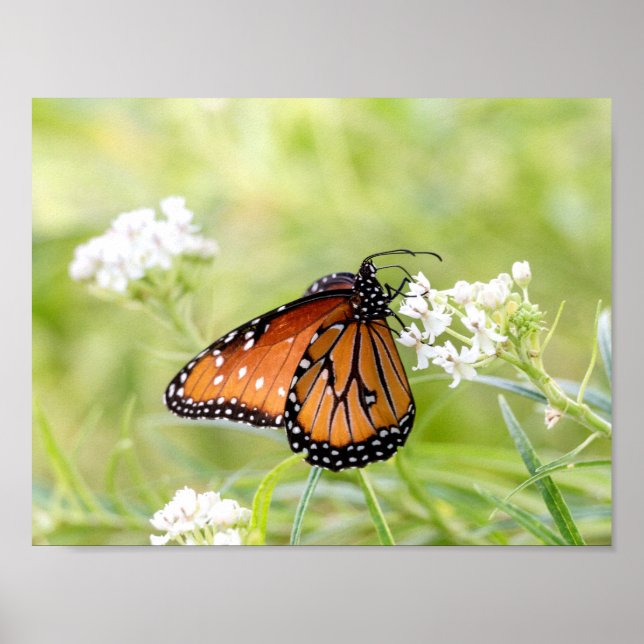Queen Butterfly Sunning on Milkweed Poster (Front)