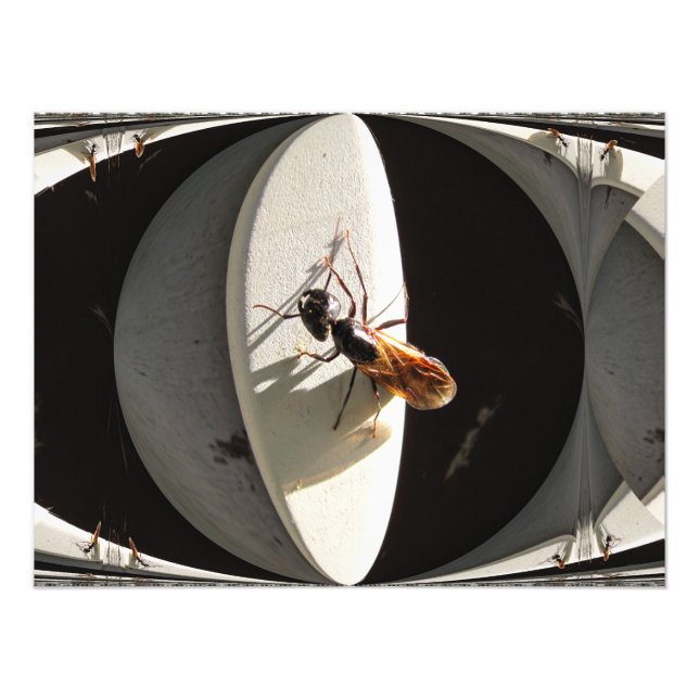 Queen Carpenter Ant ~ Photo (Front)
