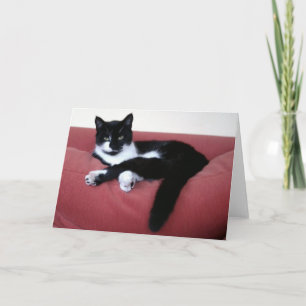 Queen Cat 2 Photo Card / brother cat in bath Rear